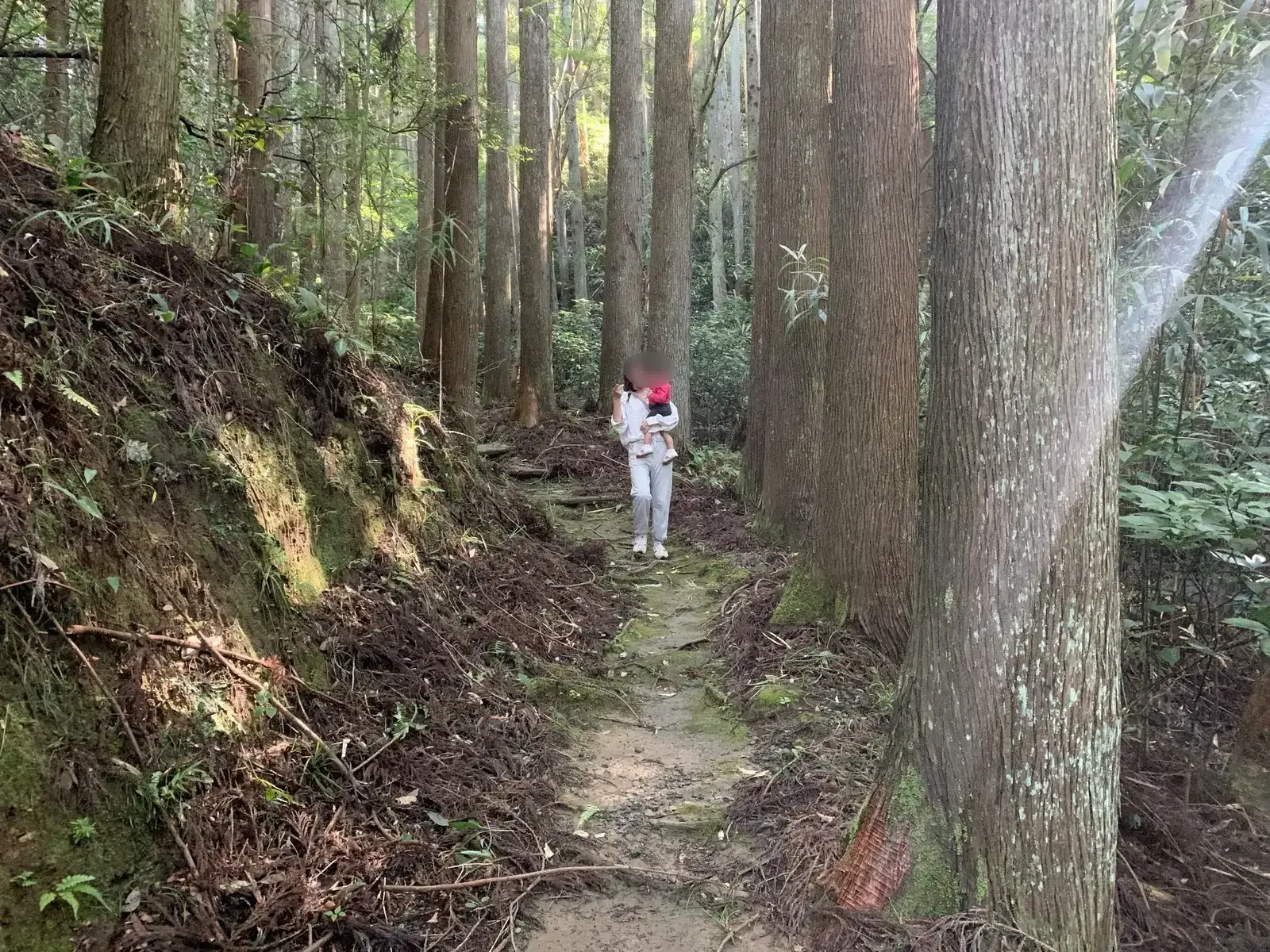 大多喜県民の森の杉林を歩く家族