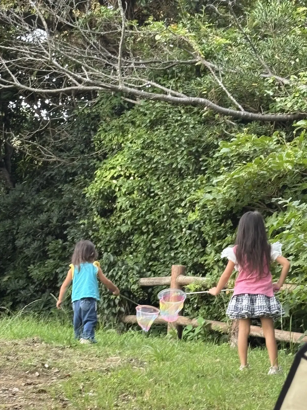 大房岬自然公園で虫捕りをする子どもたち