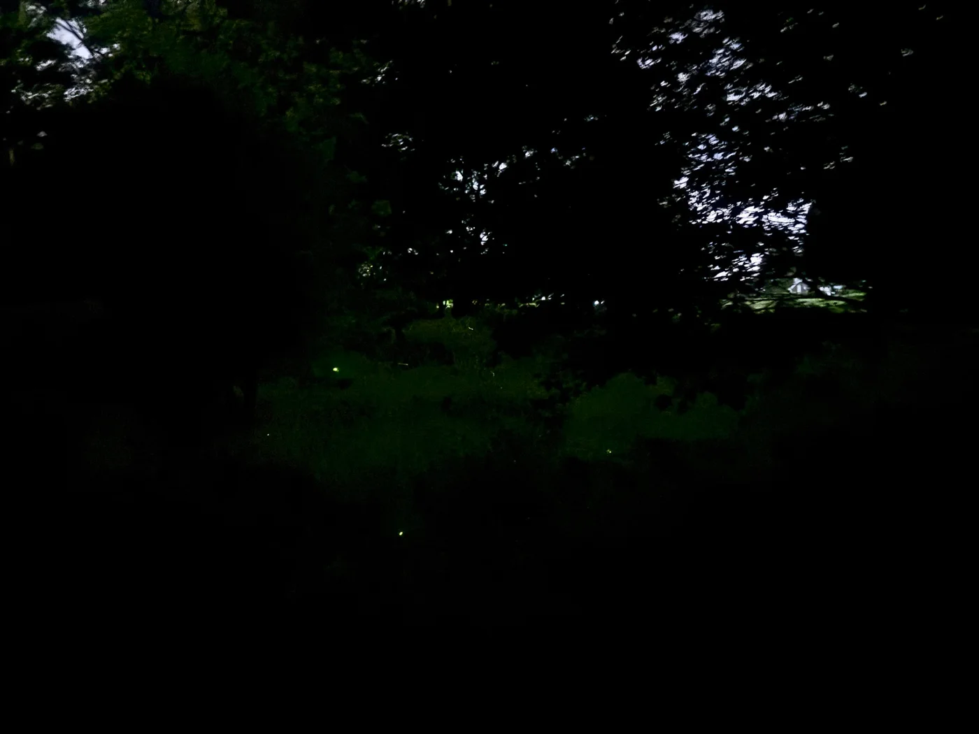 荻窪公園で見た蛍